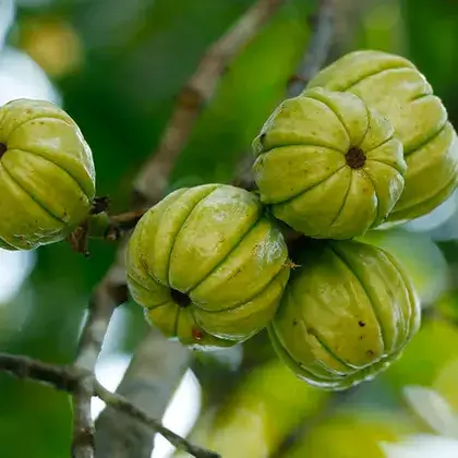 #2. Garcinia Cambogia