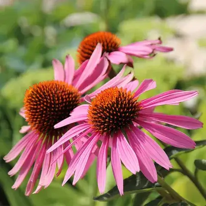 #5. Echinacea